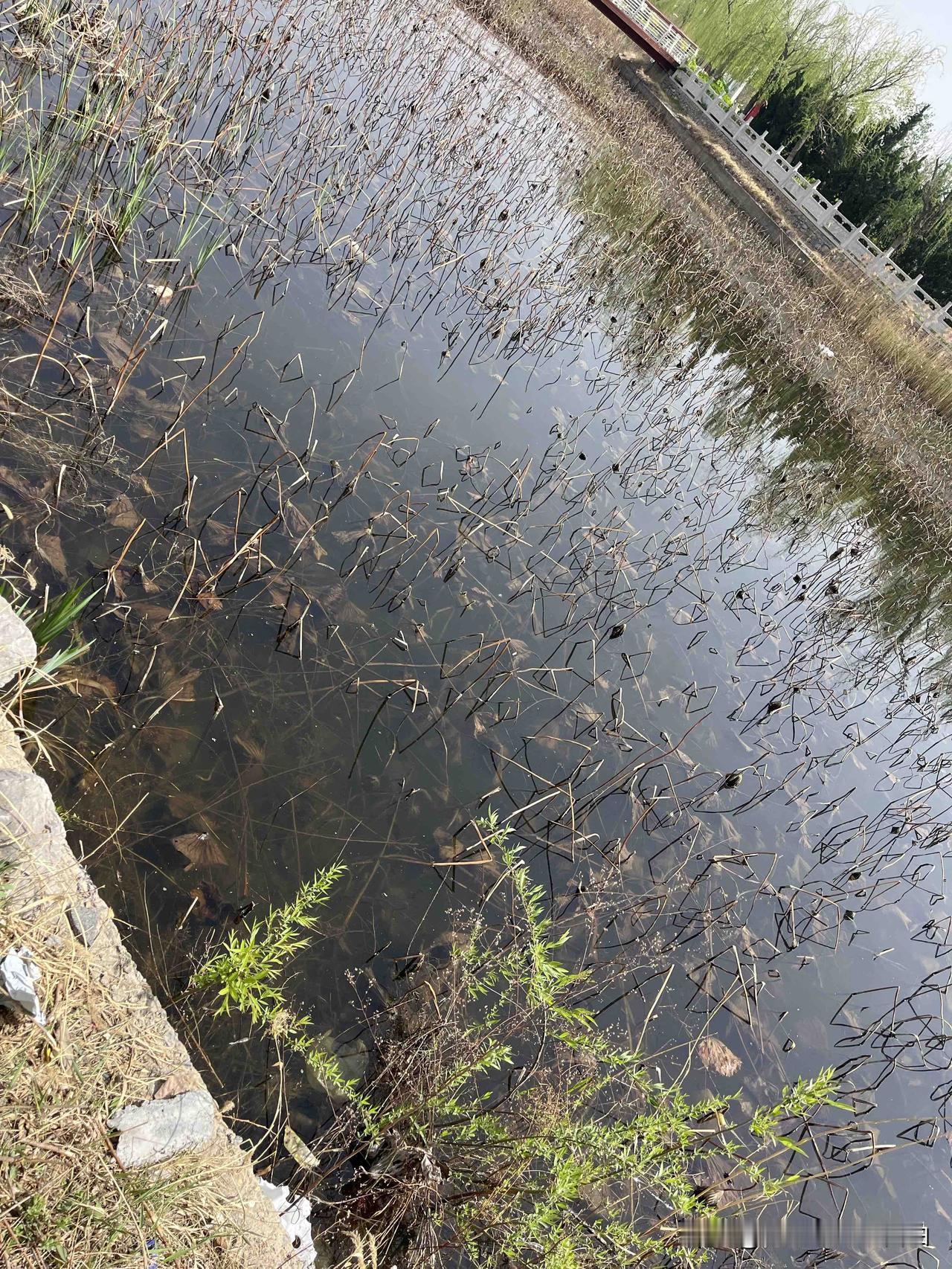 满池荷花枯枝败叶，水底深藏莲藕。待到夏天来临又是满池绿荷叶，秋后满池荷花。