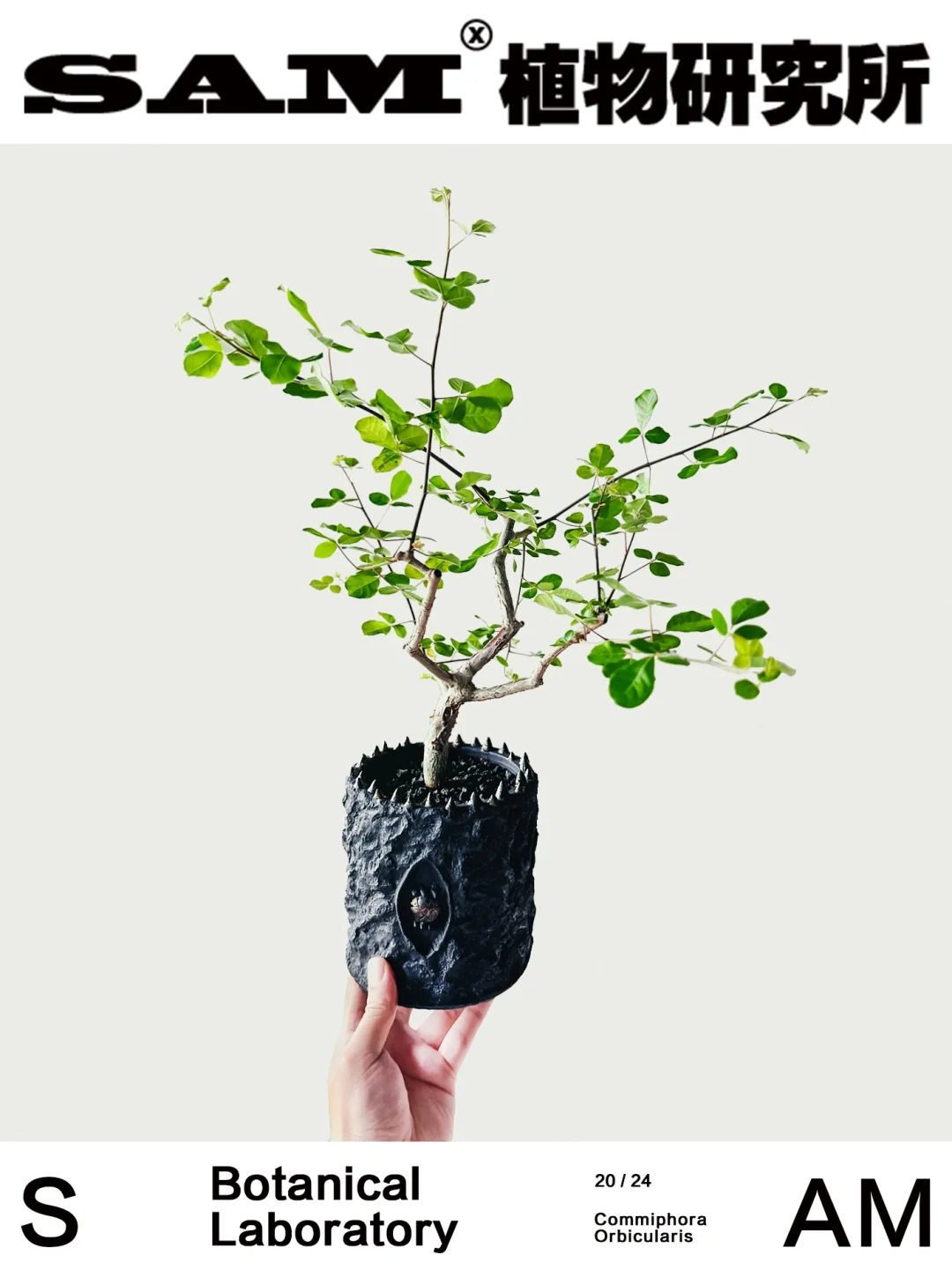 奥比克没药｜Commiphora Orbicularis