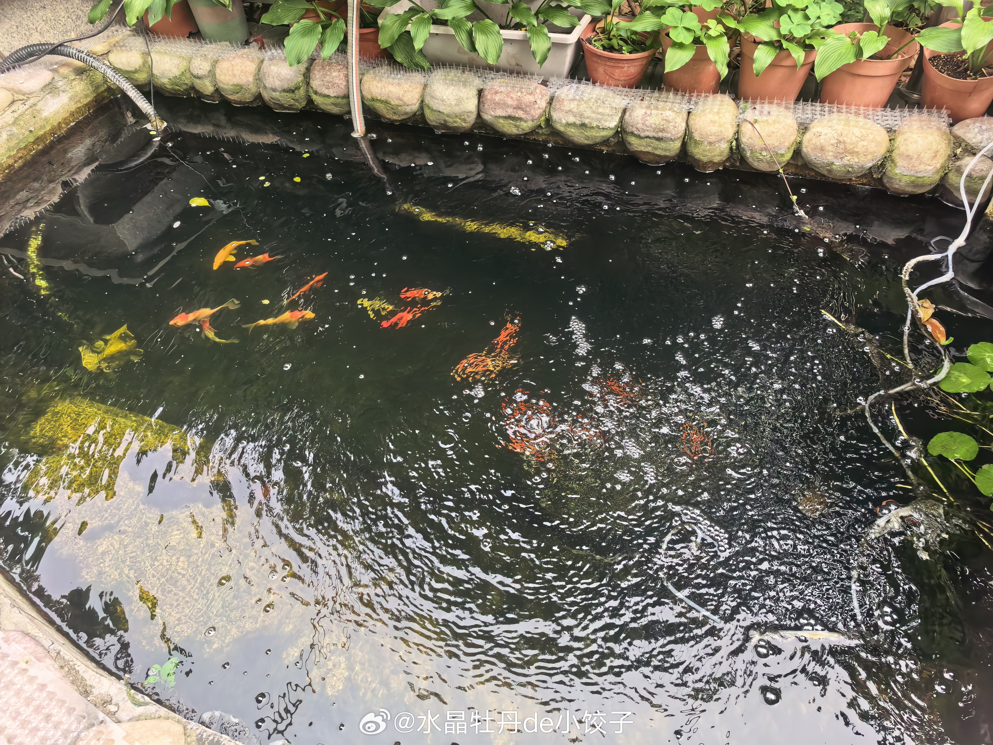 好家伙，一条小的都不见了……