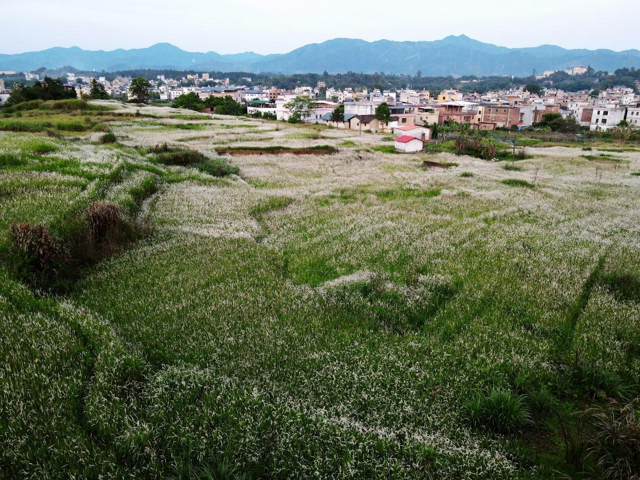 野花花海成为了和平人拍照打卡点，在广东河源和平县大坝镇水背村最近有个小山坡成了热