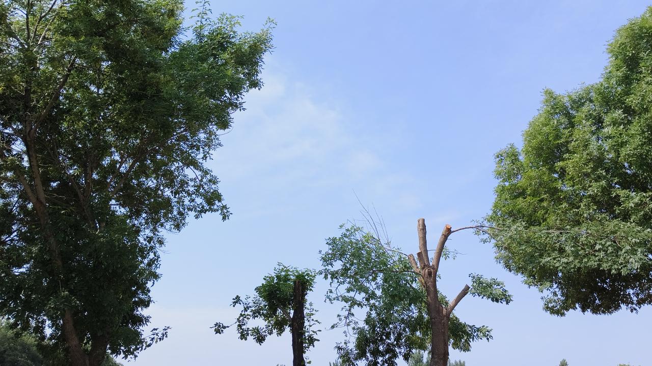 抬头看这蓝天，虽然透亮，但视线中间，聊城的这几棵被“剃了头”的大树，看着确实让人