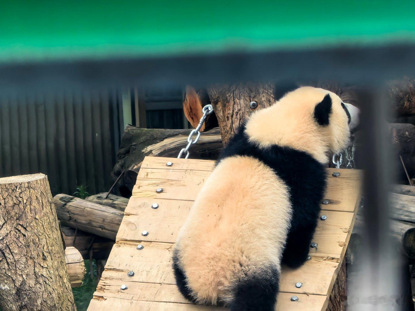 小月良纯享，好想抱走。
