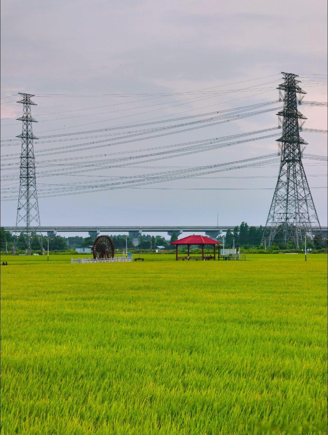 生态中山 下班Country Bike 之稻香泛日落🌄 