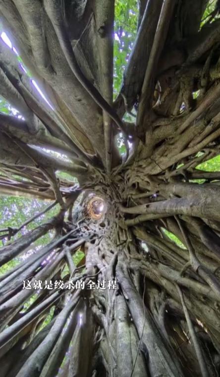 竟然在一棵树上看到了阿三哥的影子！这就是自然界神奇的绞杀现象，一株小树苗杀死一棵