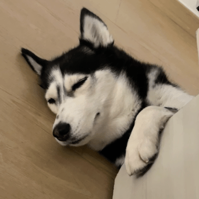 笑死 我家狗子也有粉丝了