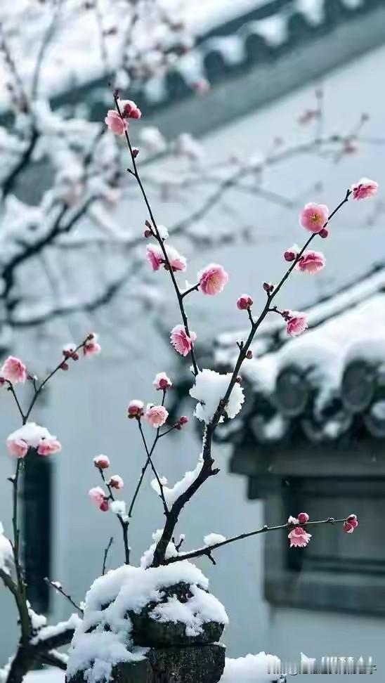 二月对我来说意义非凡。它是新春的延续，带着春节喜气和希望。家里有孩子的，这个月就