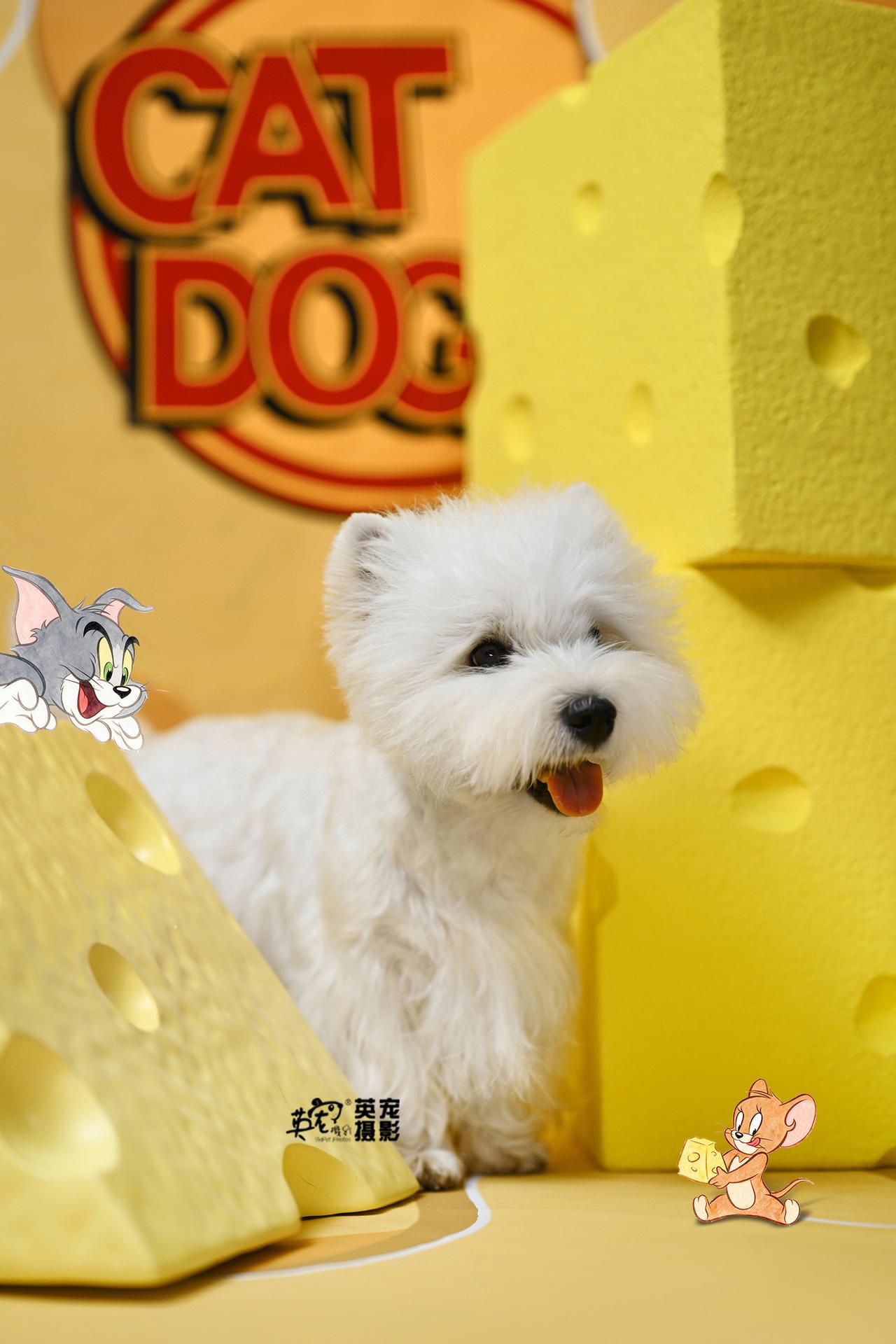 全新，猫鼠芝士
可可爱爱过夏天，只需499元