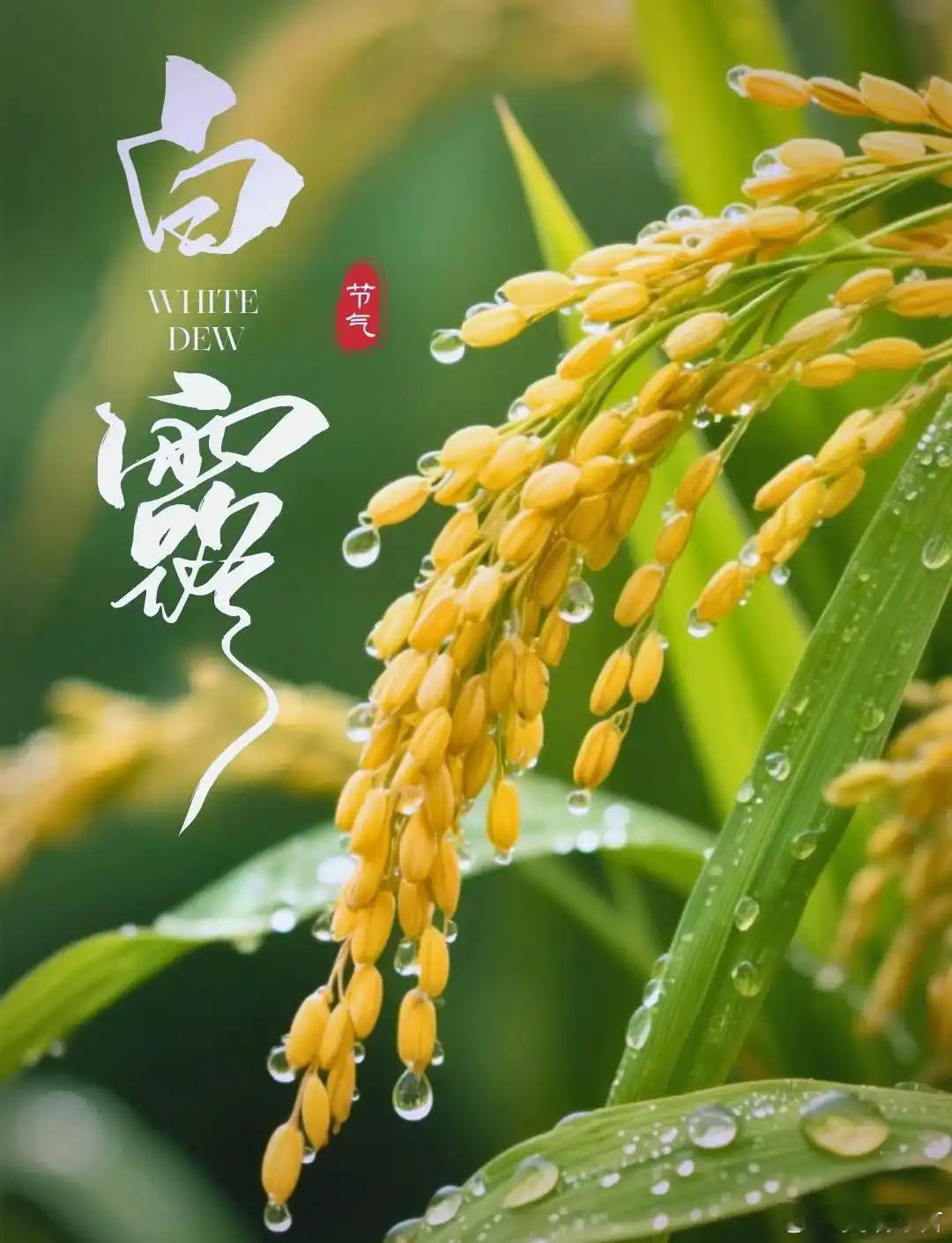 蒙曼蒙曼    阅读蒙曼老师《四时之诗》杜甫篇有感  书已经读了有大半，每一篇都