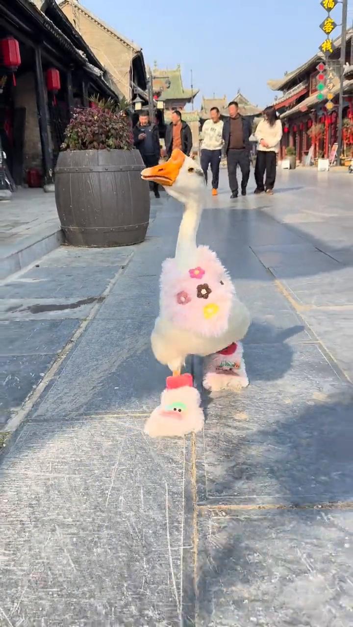 哈切。