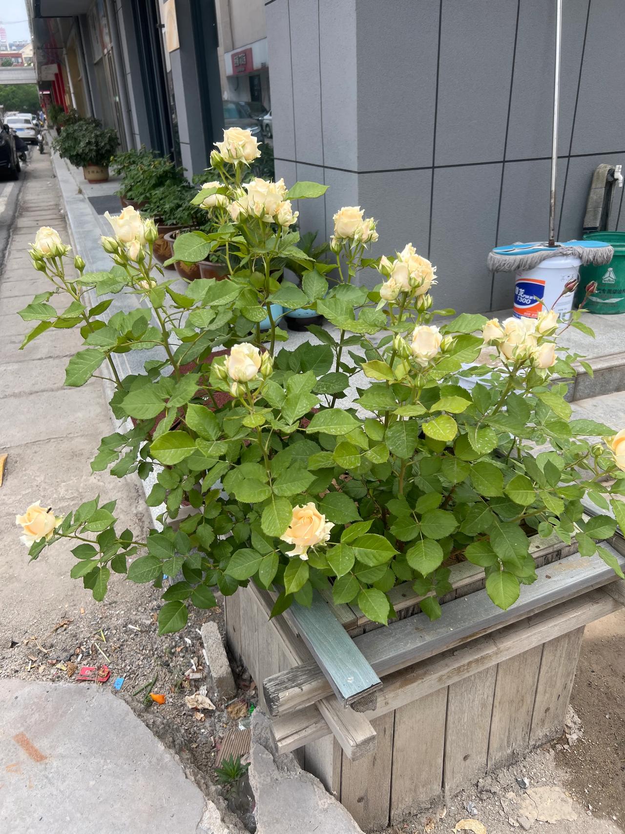 来一组照片证明花开正艳浅黄色的月季花素雅清新，让夏季有了一丝清新气息。月季真的很