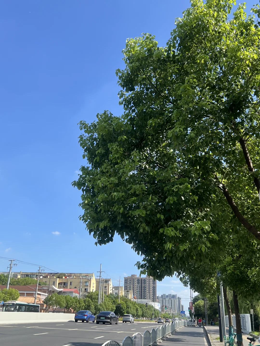 夏天的风与树叶