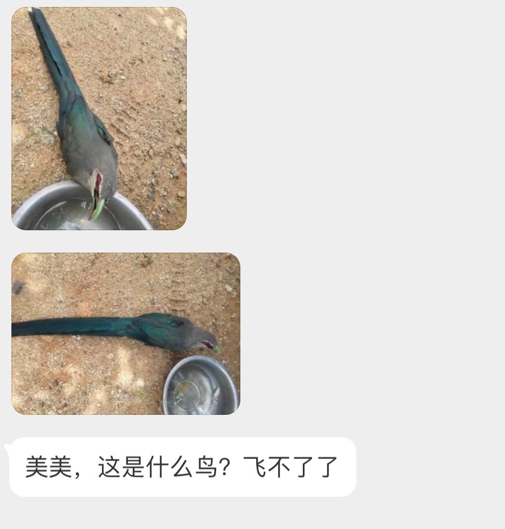 华丽的绿嘴地鹃！ 尾羽太漂亮了可能撞到玻璃了，让它休息会可以飞走 ​​​