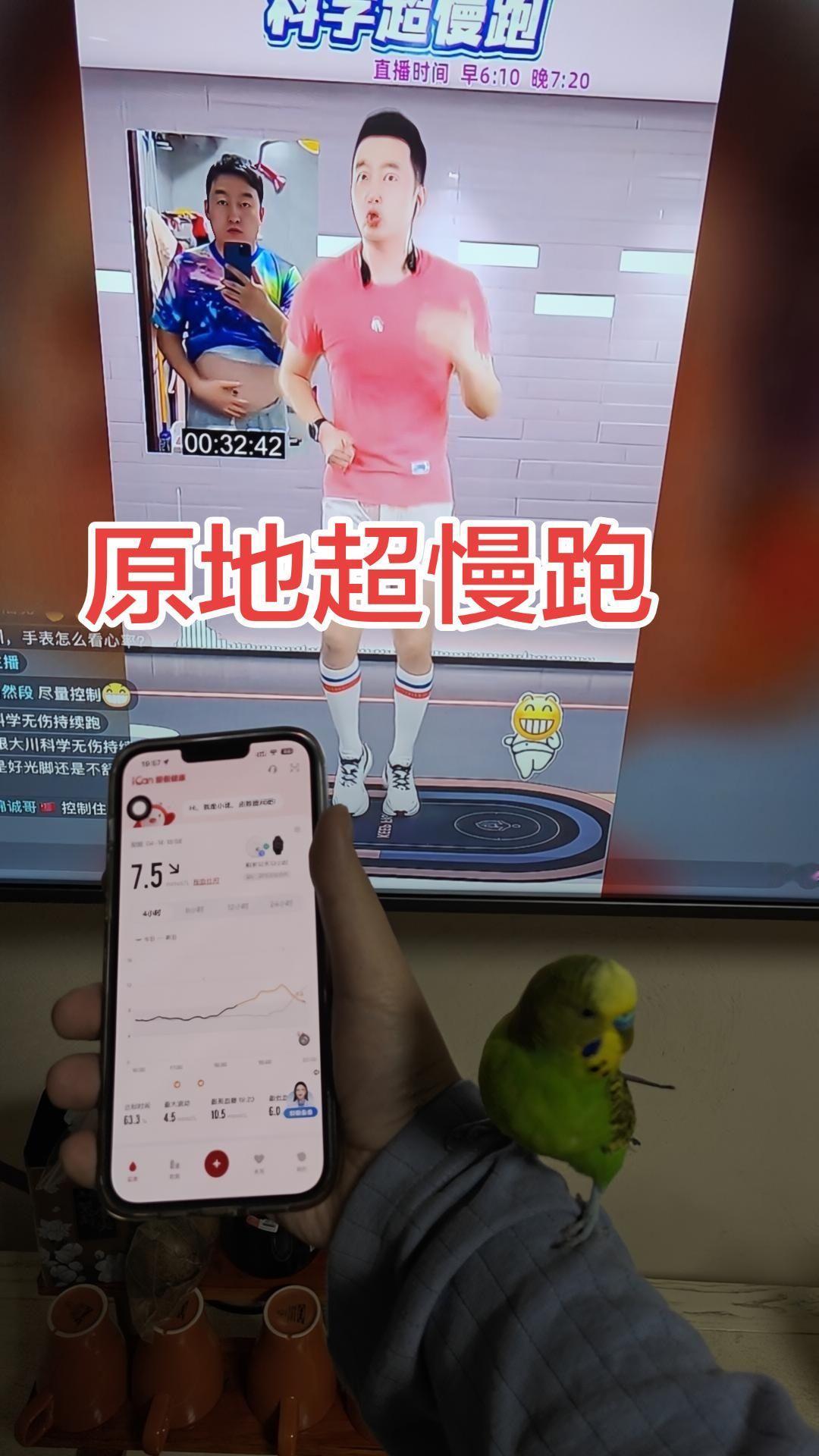 📱跟着直播踩原地超慢跑，虎皮鹦鹉小六蹲我胳膊上监工～血糖7.5，今天也是努力的