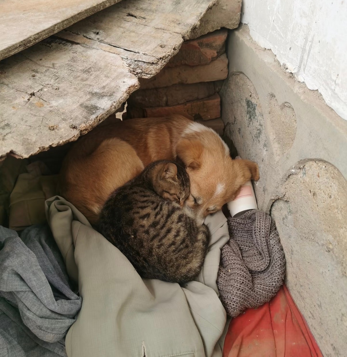 伪骨科太萌了。伪骨科就是大狗养小猫从头到尾舔一遍把头嗦成芒果核把尾巴嗦成耗子也没