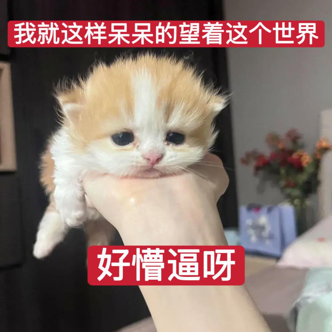 终于想到为什么没ss了原来是因为我427那天取关了太多人 
