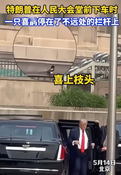 [浮云]喜鹊报喜！2026年5月14日，北京人民大会堂门前，特朗普的车队缓缓停下