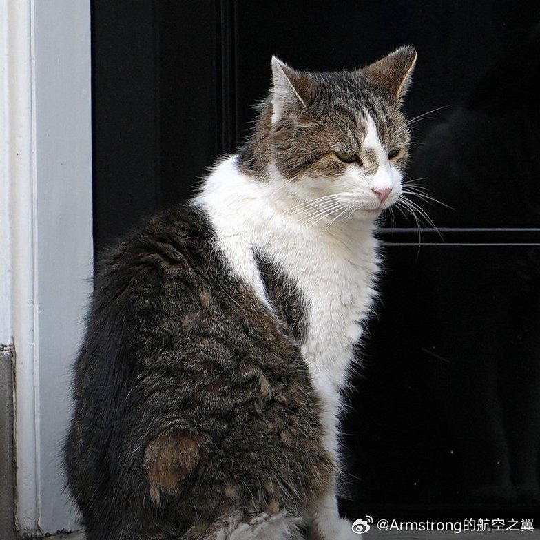 流水的首相，铁打的拉里。英国首相们来来去去，拉里自2011年以来一直居住在唐宁街