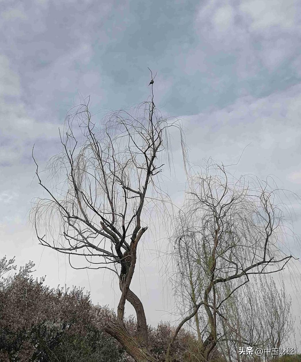 树梢上站着一只鸟，真佩服他的平衡能力，站在树尖上，一动不动！谁站得高望得远？投资