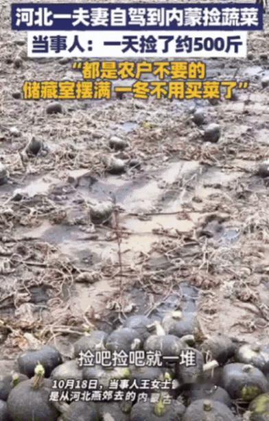 [微风]10月18日，河北一对夫妻去内蒙古玩，发现路边地里有很多蔬菜、土豆，竟然
