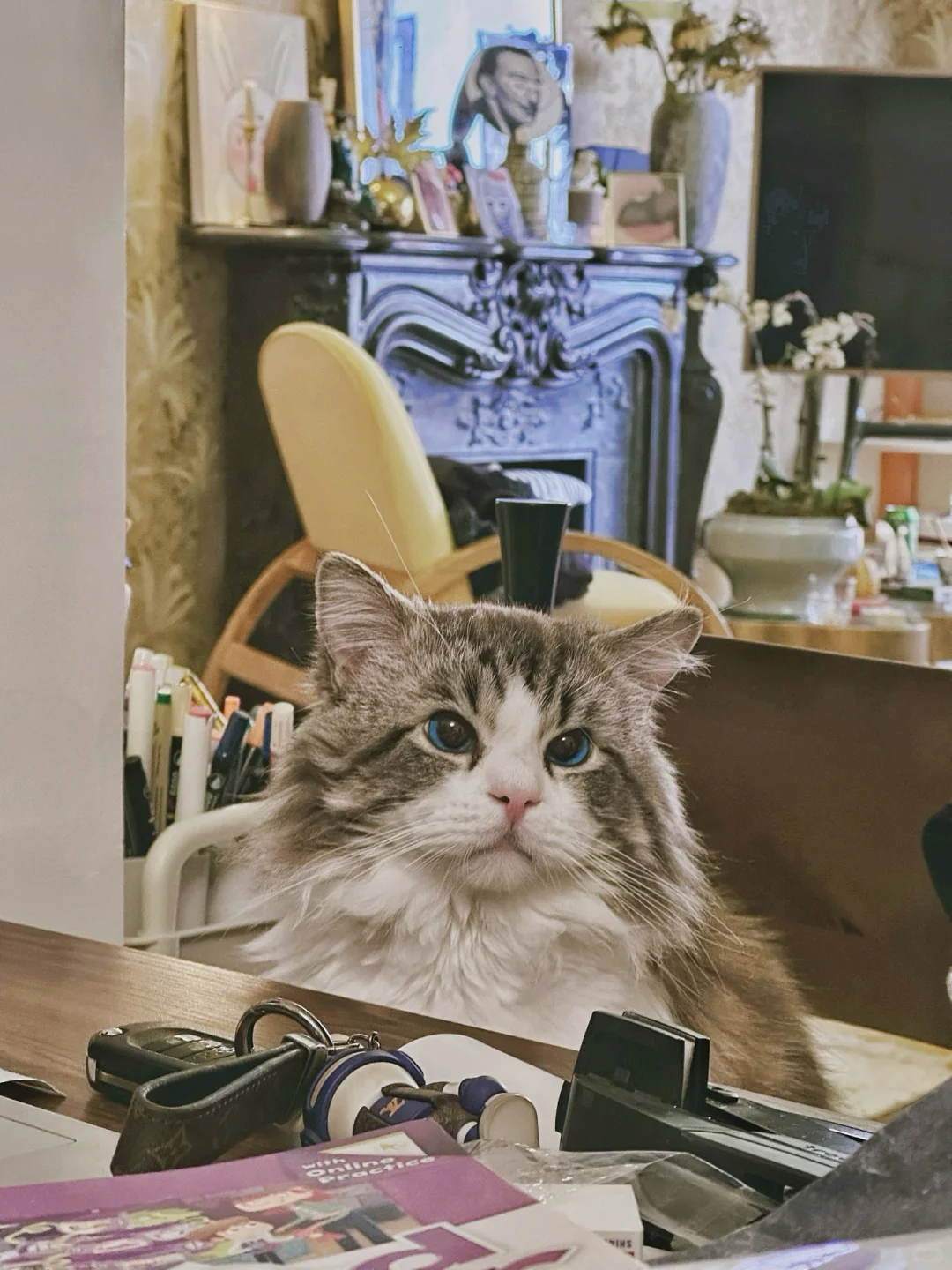 你是不是和我一样，也有这样的小猫猫当秘书