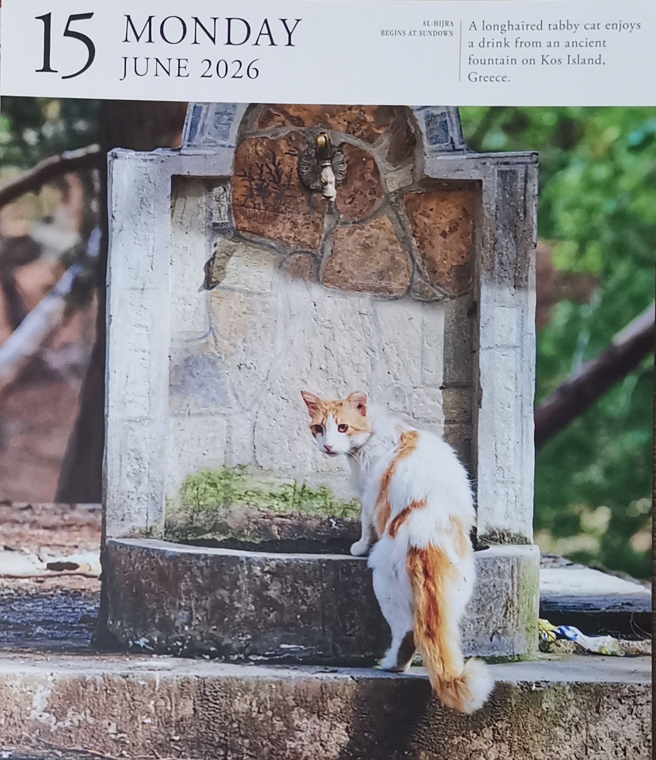 猫宁。今天多帅强弟暂不出镜。一日二猫，洋猫中猫，一在水池边，一在屋顶上。