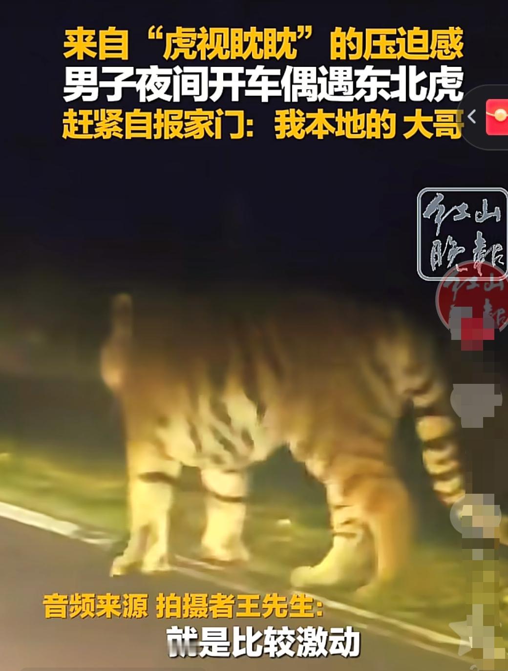 吉林，一出租车司机在长白山载着乘客行驶途中，突然发现1只野生东北虎，它走了过来，