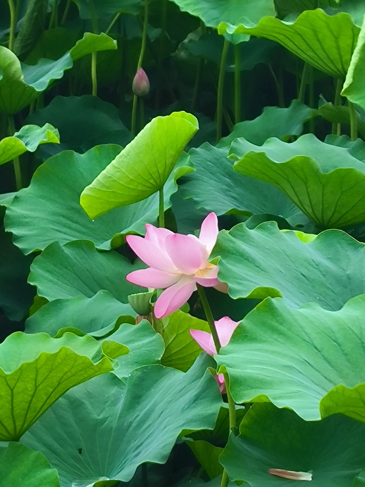 朋友到青岛参观了几所学校，回来之后大发感慨。谈起了教师的负担问题，他说青岛的老师