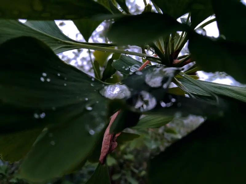 暮春细雨


(一）
细雨如丝织半空，残红碧水恋无声。
东风渐老春将去，一曲蛙鸣