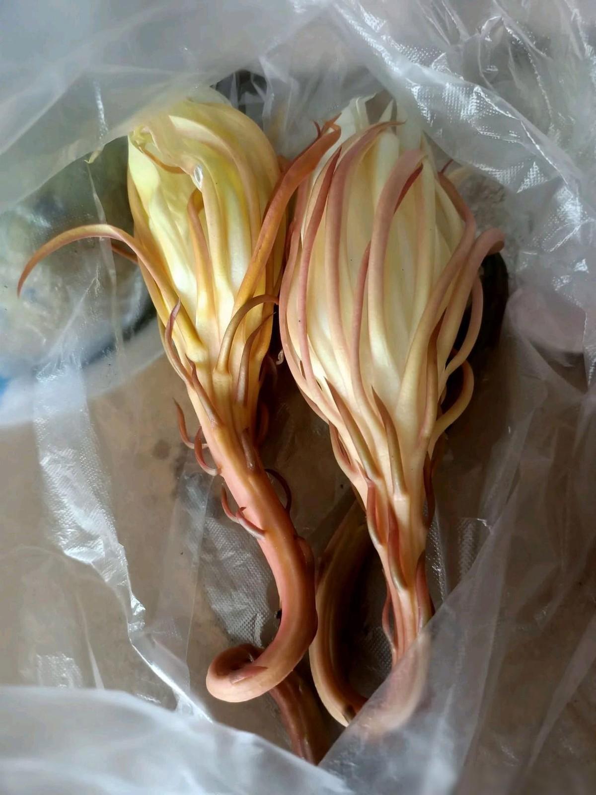 谁能告诉我这是什么花？别人送给我的。我想知道这花能不能吃，有没有毒？