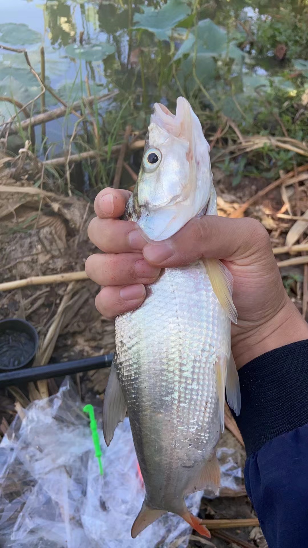 昨晚空军，今天下午的口真好半个小时不到就上了 一条翘嘴 一条扁鱼明天有约的朋友吗