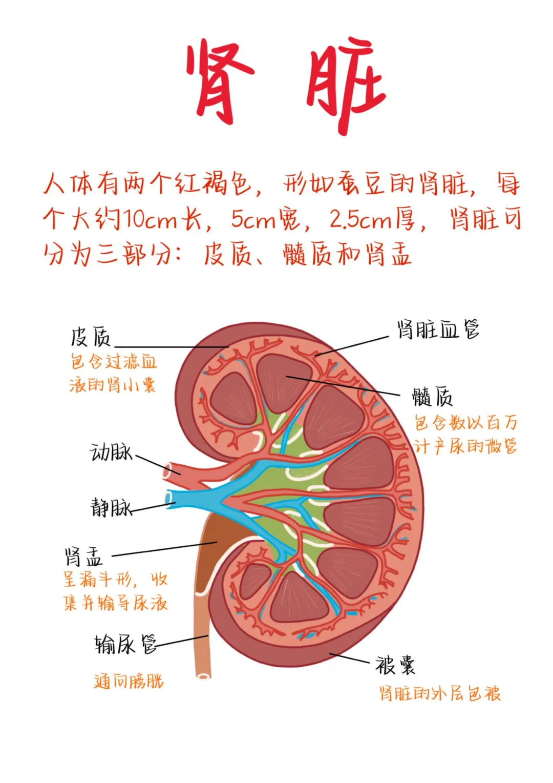 医学生笔记——肾脏