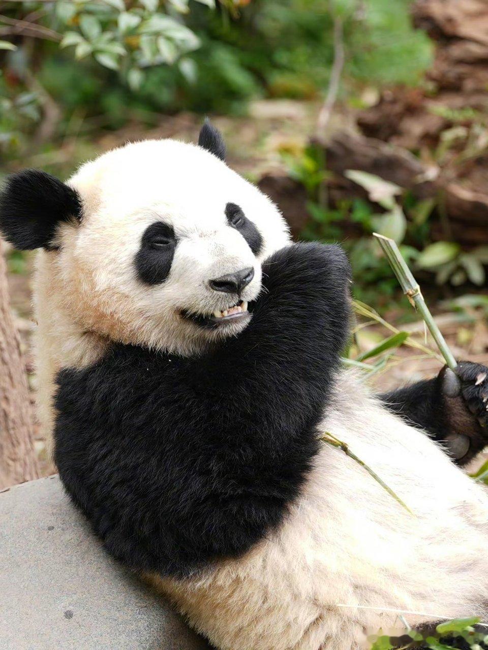熊猫守护者 圆滚滚的黑白团子，是大自然赠予人间的温柔礼物。整日啃食翠竹，晒着暖阳