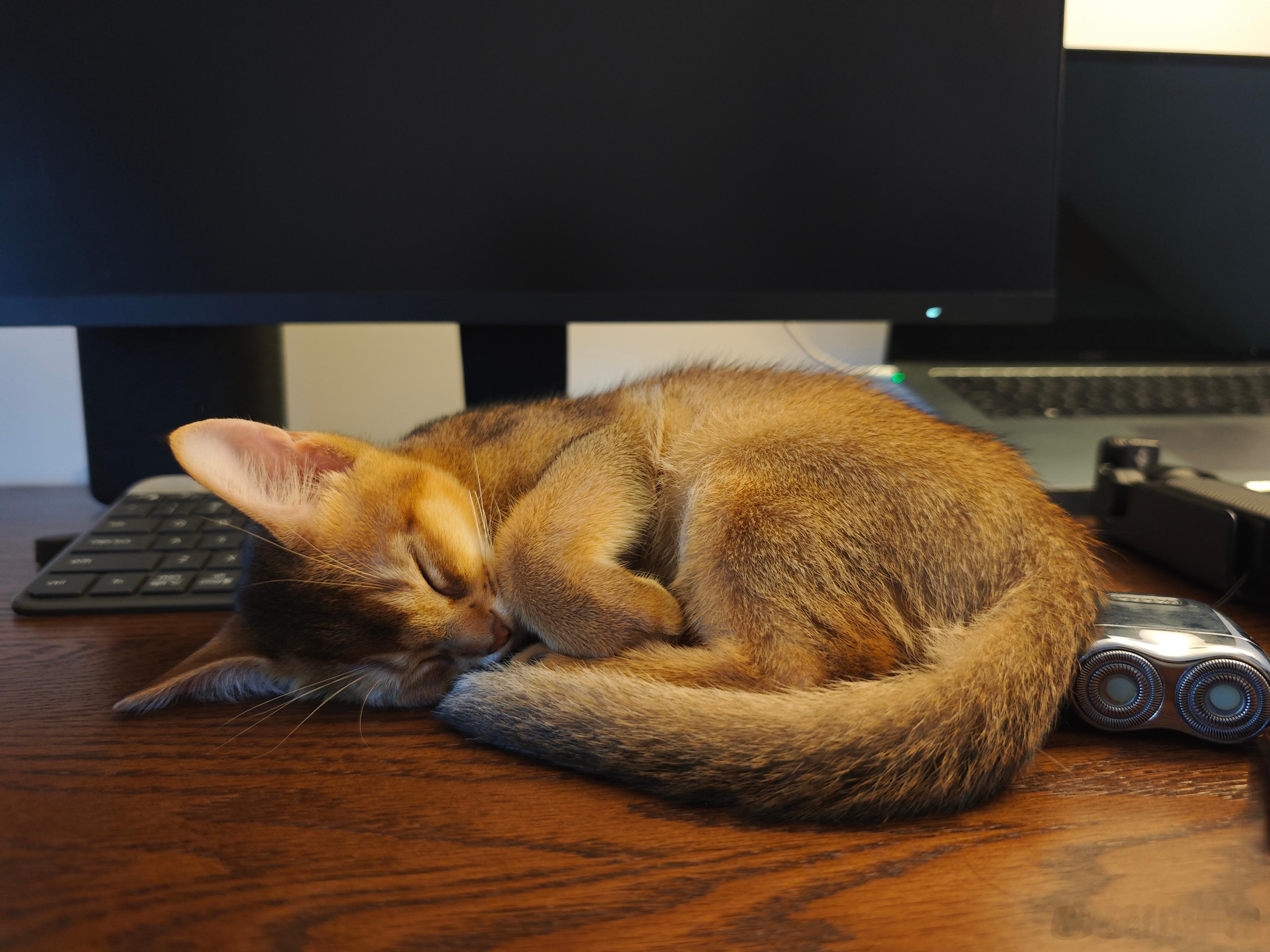 有时候真像一只小狐狸🦊阿比西尼亚猫日常吸猫 ​​​