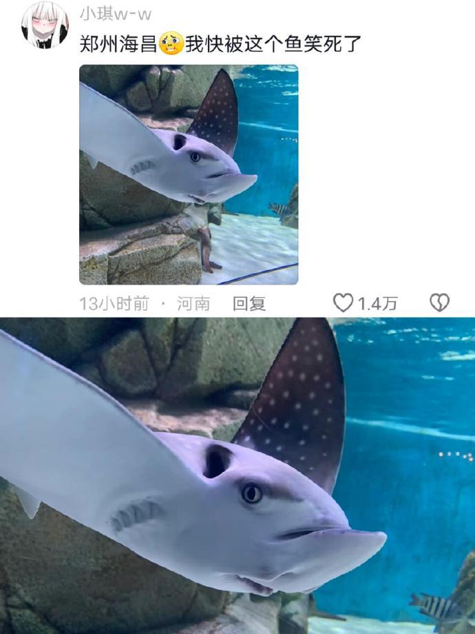 这些海底动物怎么长的都人里人气的 