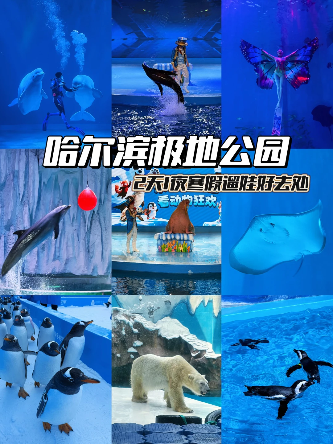 寒假带娃冲哈尔滨极地公园❄️不费妈攻略‼️