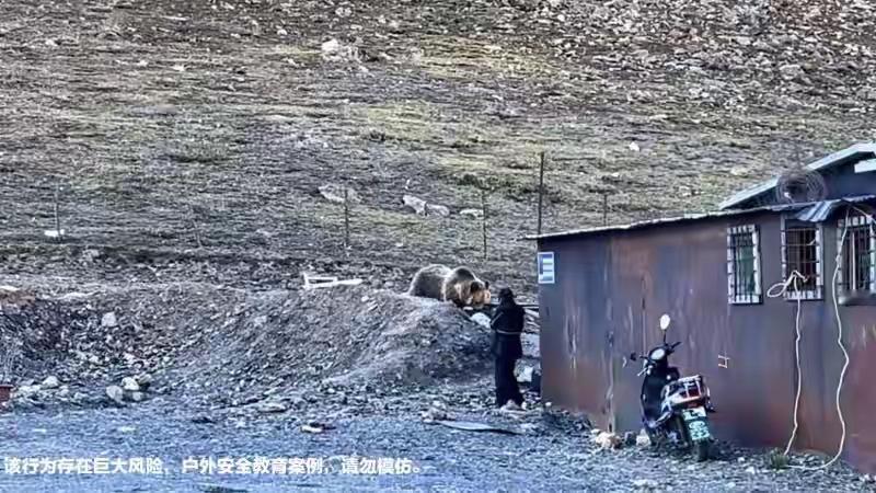 近日，西藏，女子近距离接触藏马熊不知危险，看的男子心惊胆跳赶紧呼喊女子回来，“我