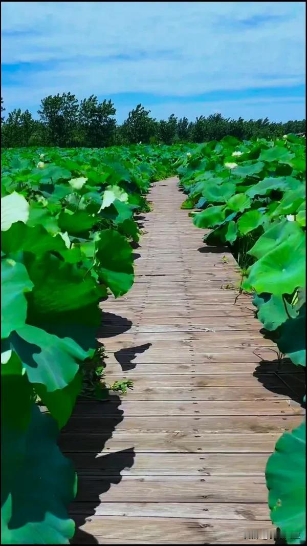 #分享一张你手机里的荷花##荷花风景图分享# #随手拍荷花分享# #分享相册的荷