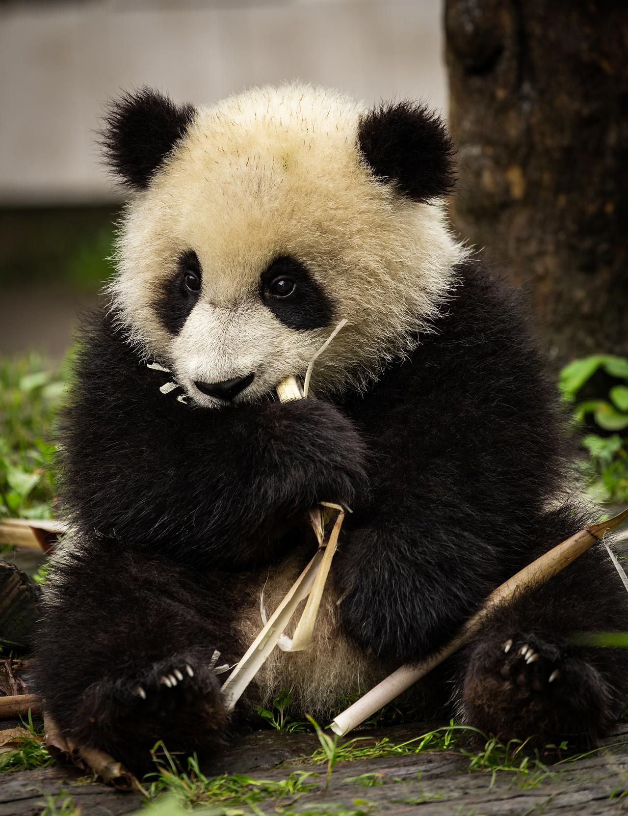 中美达成八点成果共识，有人都觉得租借大熊猫怎么也跟其他七条坐一桌了？大家真不要小