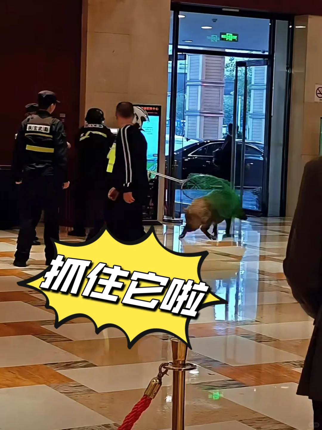 穿过玄武湖，大闹酒店的“肇事野猪”抓到了！