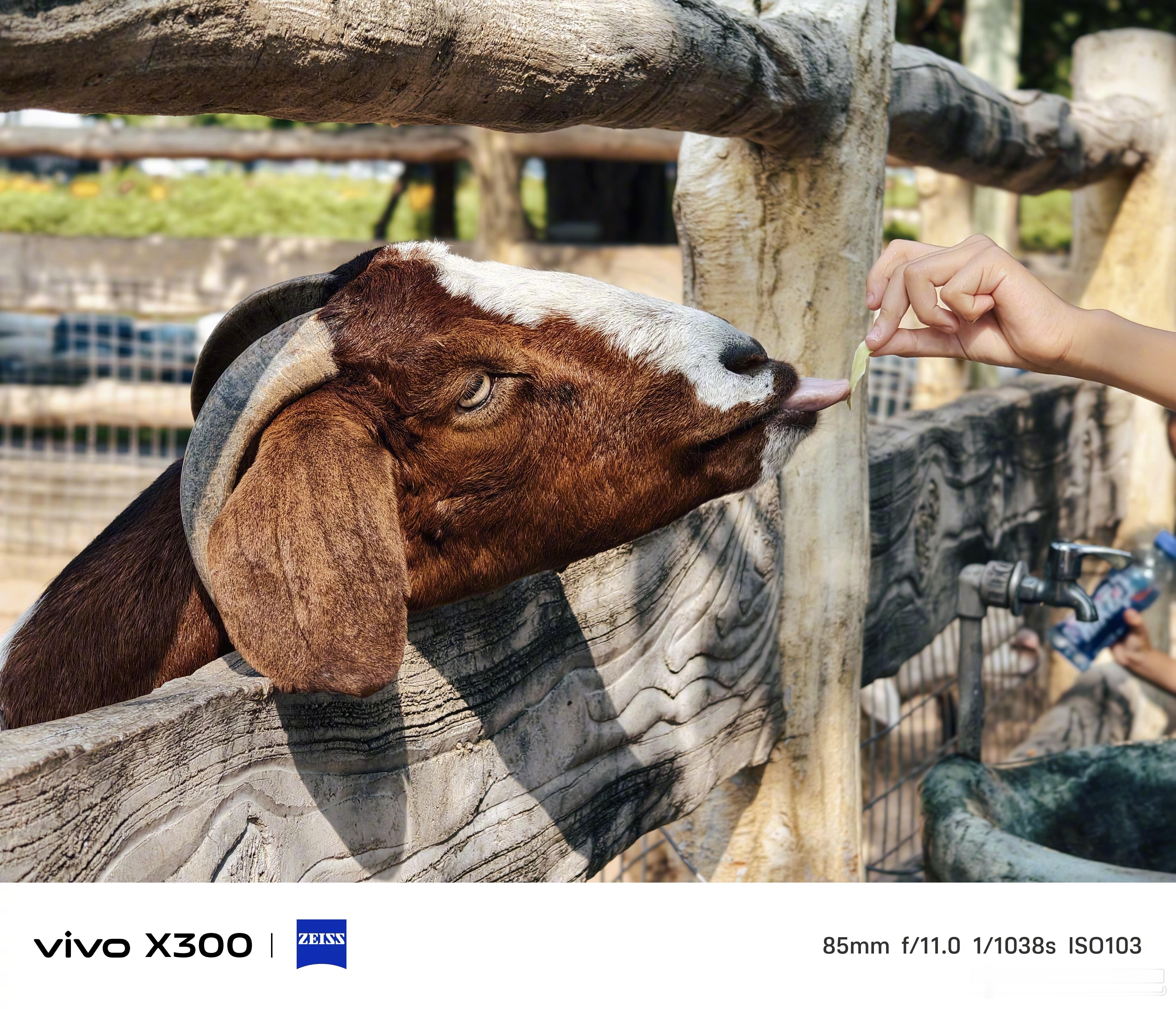 用 X300 看看小动物[黄鸡大笑] 对了，这次没拿到这台标准版的官方长焦增距镜