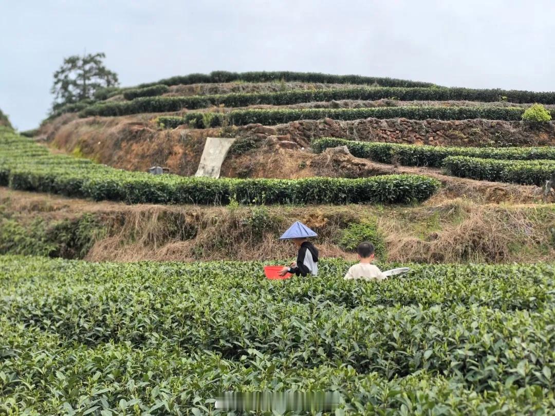 金东茶园里的茶人匠心浙江金华，金东区曹宅镇杜宅村的茶园里，嫩绿的龙井新芽已在枝叶