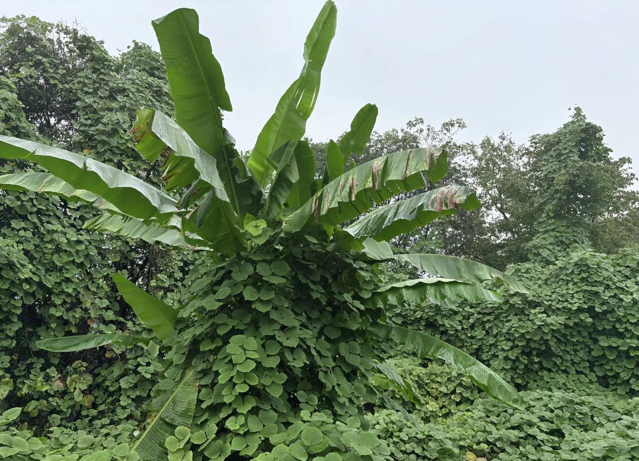今日穿行雨雾杭州山野
每一个停驻都是呼吸
往后要驶向更远的山脉
把车辙印进四季的