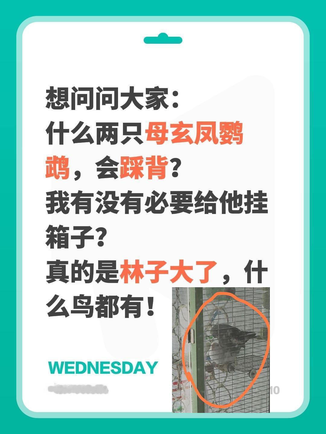 这是啥情况，莫名其妙的？想问问大家：
什么两只母玄凤鹦鹉，会踩背？
我有没有必要