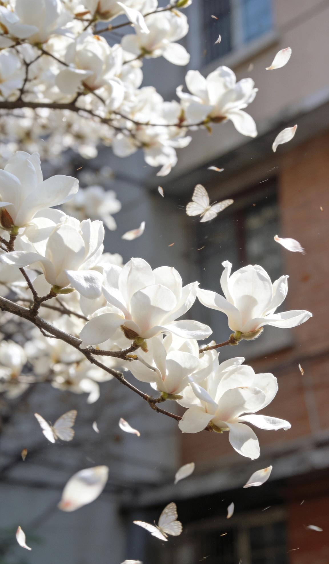 春光作序，万物和鸣。马年的春日，总在不经意间被细碎的美好治愈。

楼下的玉兰开得