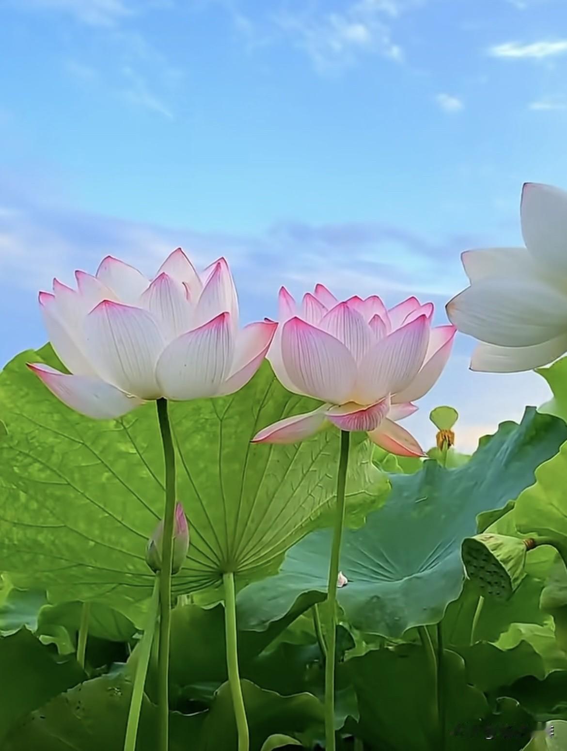 上联：凸凸凹凹凸凹不平
下联：平平安安平安快乐