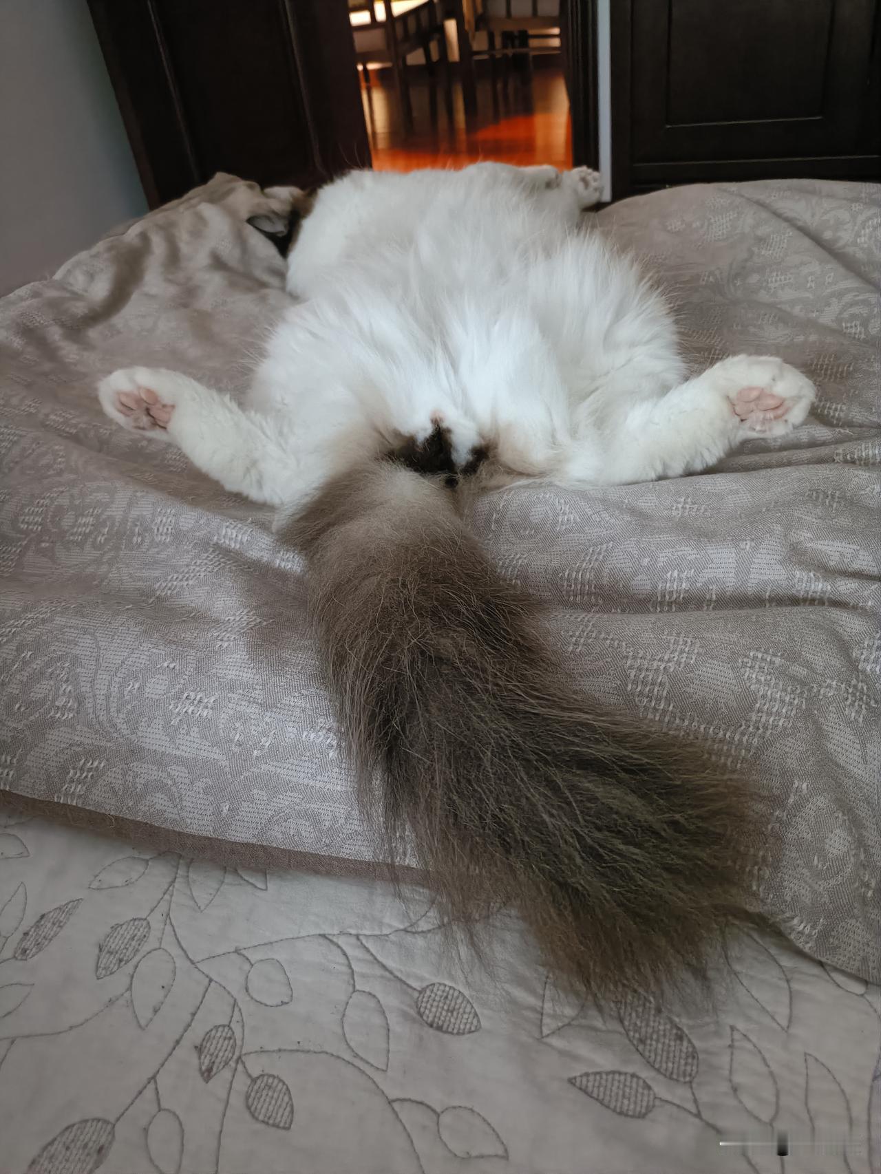 从上周开门时猫悄无声息的溜出去，被关在门外十几分钟开始，到现在，我快要神经过敏了
