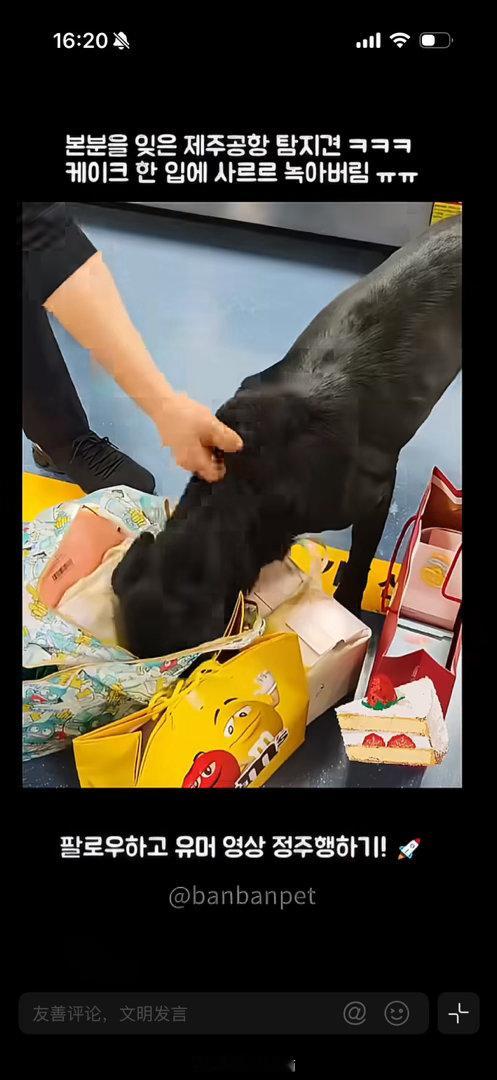 韩国机场缉毒犬吃掉可疑蛋糕狗勾只是犯了人类也会犯的错，热量炸弹会让小汪来销毁吧?
