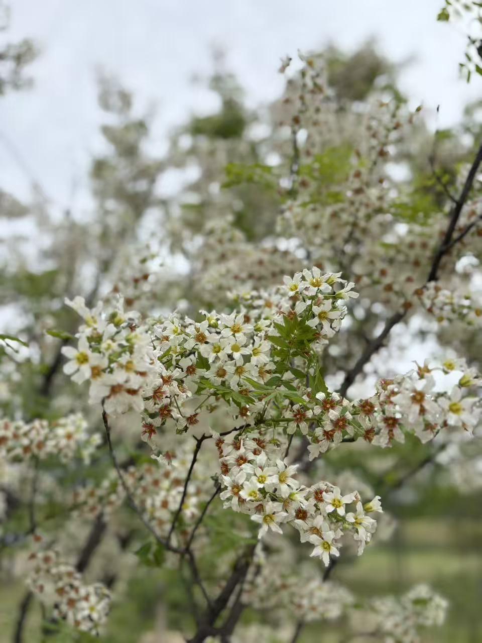 春日生活打卡季 北京温榆河公园简直是春日宝藏地！最近朋友圈都被温榆河公园来广营园