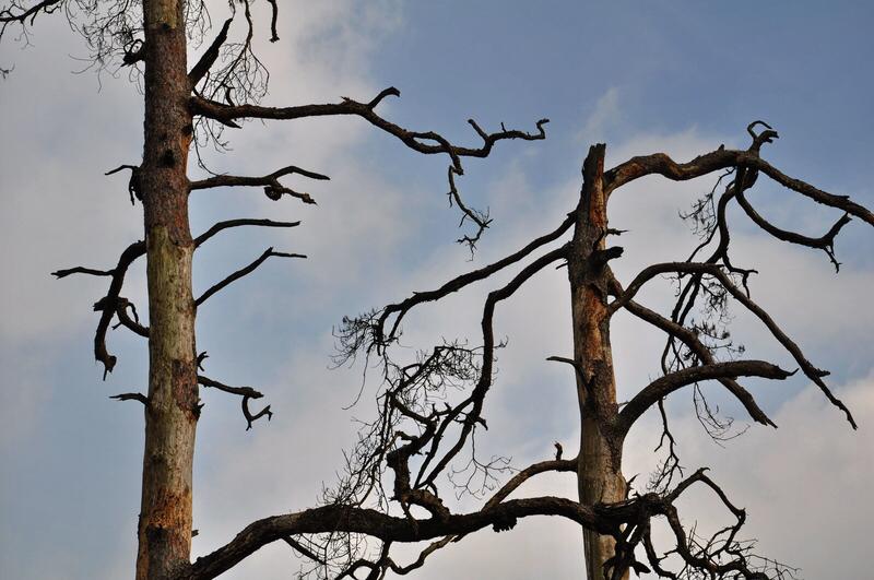上联：翠竹摇霜，月映溪波浮翠玉；
下联：苍松覆雪，风穿林壑响寒泉。
