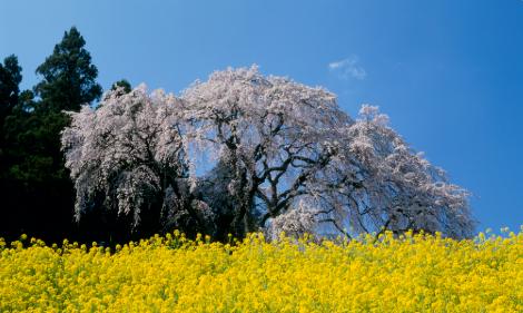 湖北考生想学计算机，从高分到低分怎么报？这份清单直接拿走
高考出分以后，后台问计